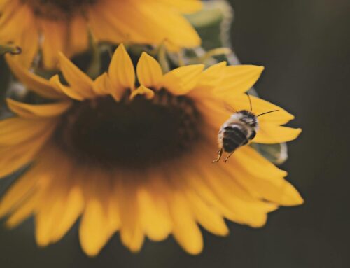 Gesetz zur Wiederherstellung der Natur in Kraft getreten