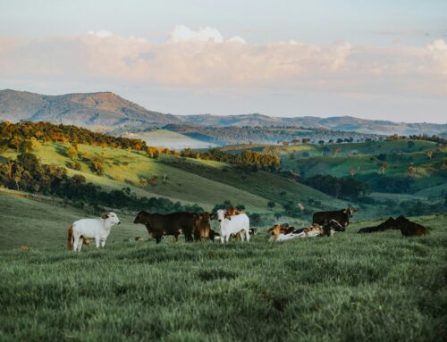 The EU Commission plans safeguard clauses against certain Mercosur imports