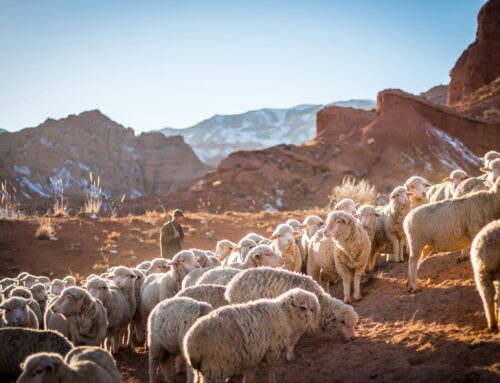 Central Asia as a Sales Market: New Opportunities for Consumer Goods Suppliers